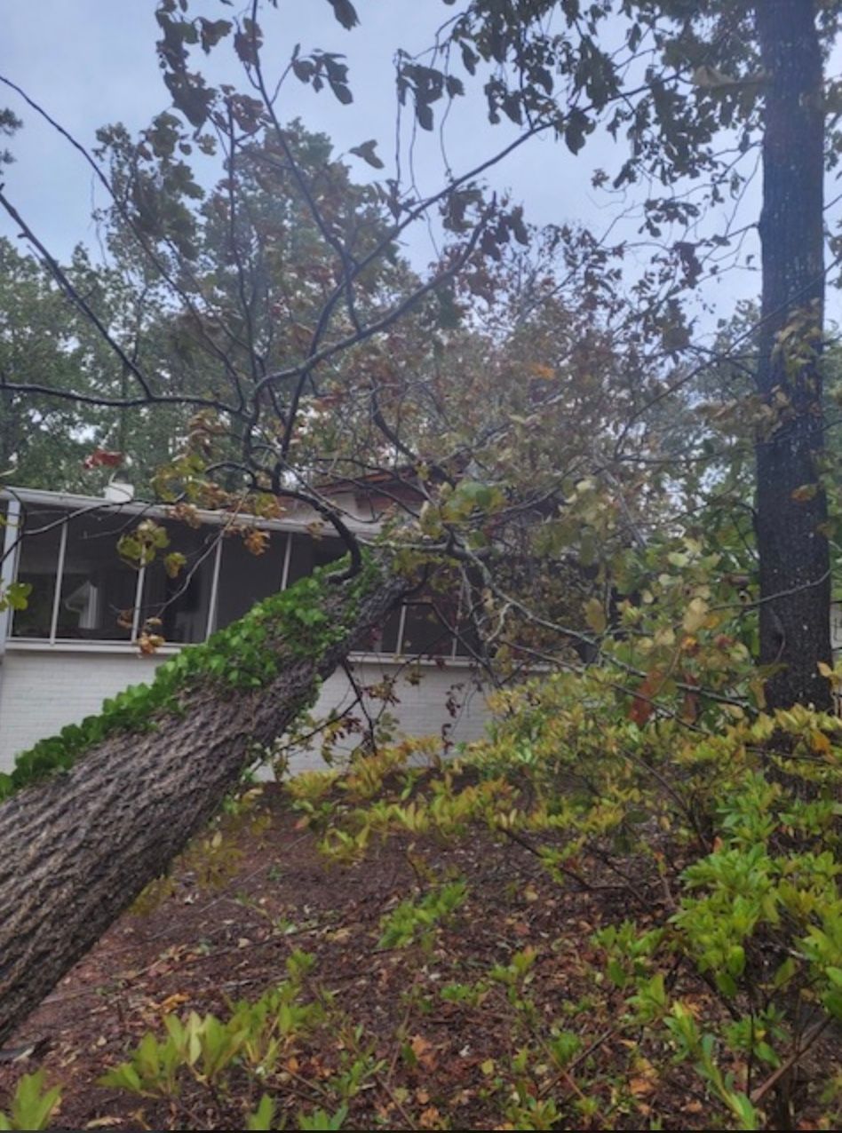 emergency tree removal in Chapin, South Carolina Fallen tree leaning on a white house with a screened porch. Green ivy on tree trunk, brown leaves, overcast sky.