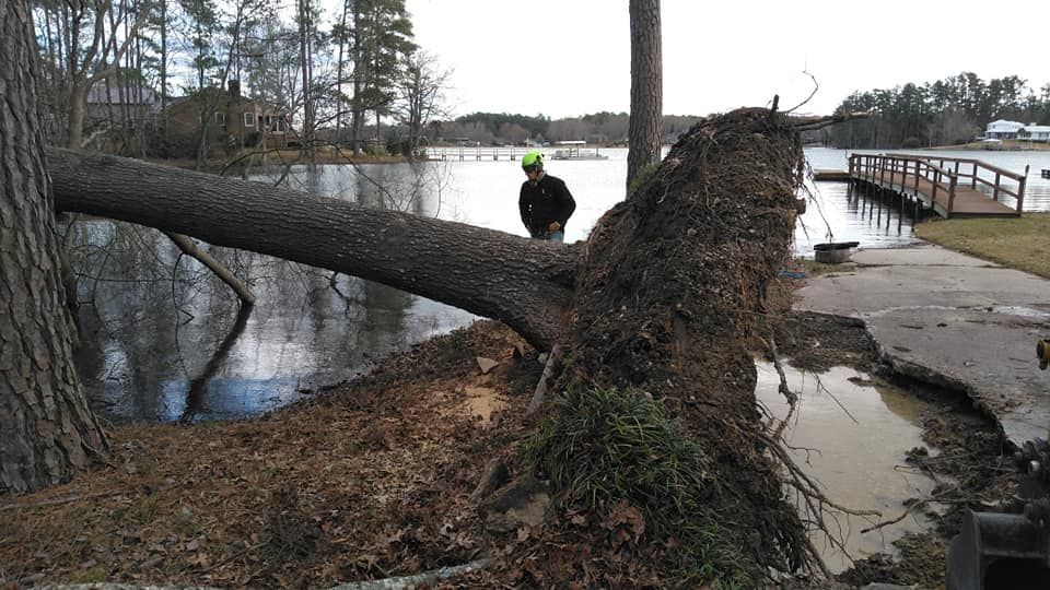 storm damage tree removal in Chapin, South Carolina Fallen tree on lake shore; person in safety vest assesses damage to path and bank.