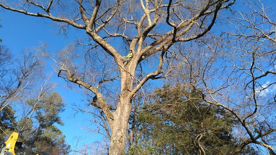 tree care chapin sc