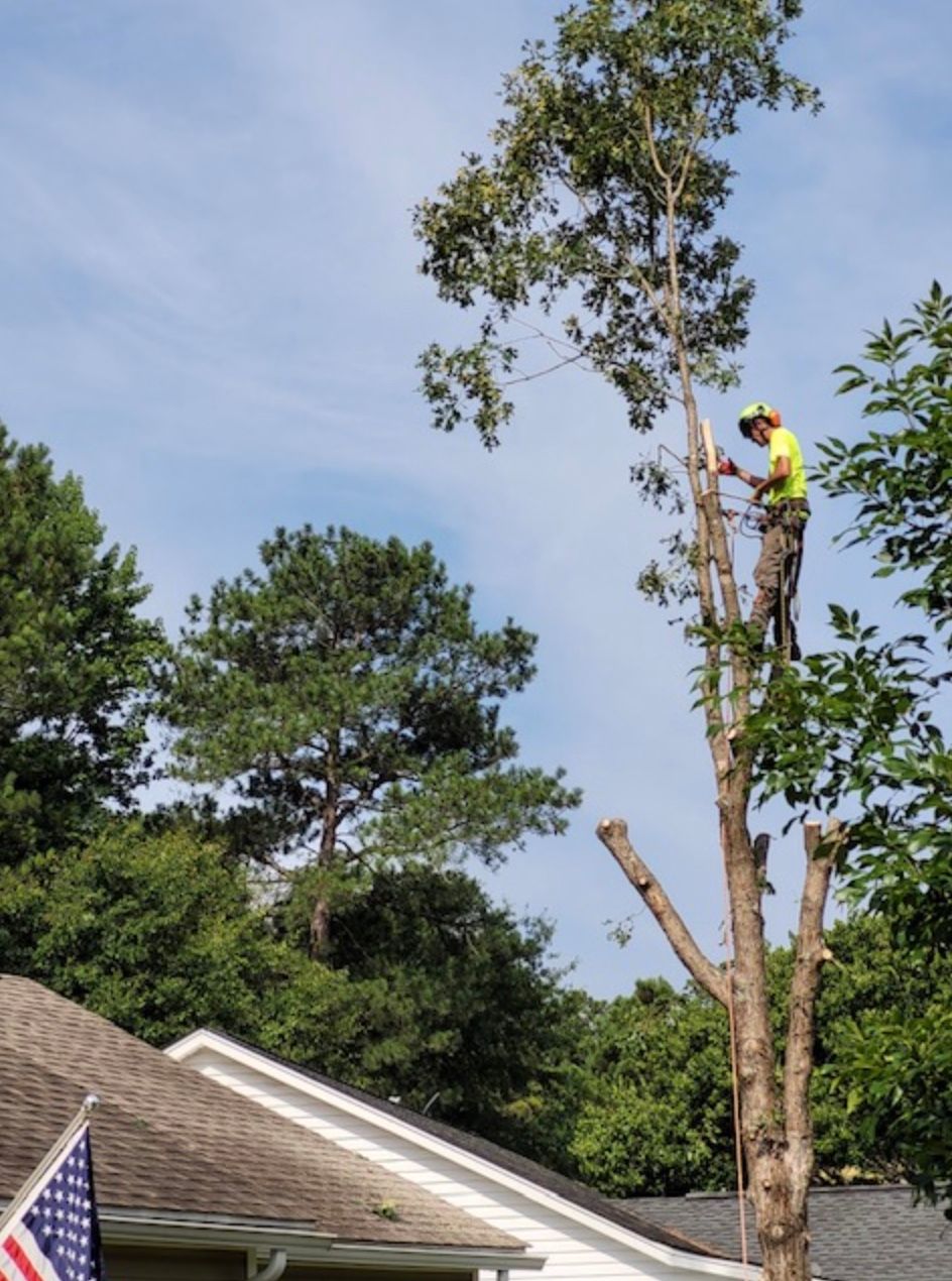 Tree service worker in a yellow shirt, cutting branches from a tall tree near a house.