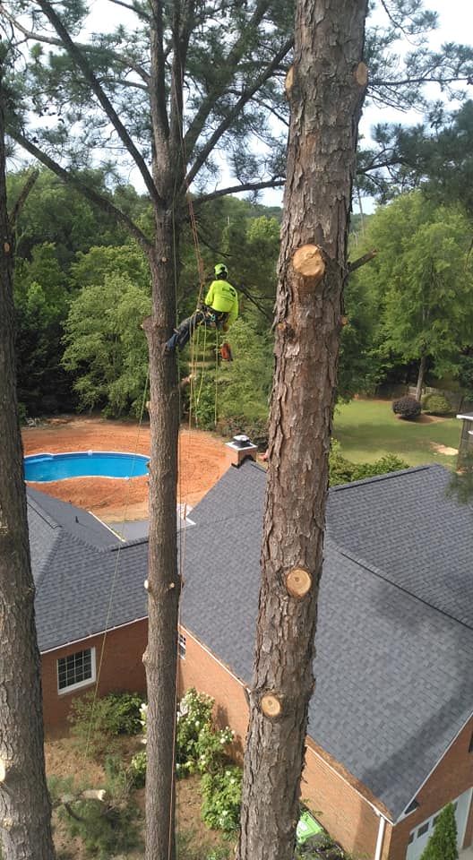 emergency tree removal in South Carolina Arborist in yellow vest trimming a tall pine tree. A house and pool are below.