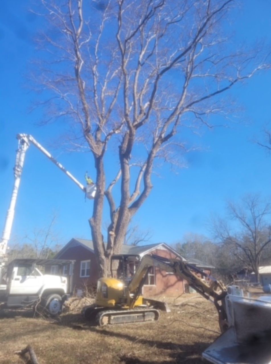 Tree trimming in progress with a lift and excavator near a small brick house under a blue sky.