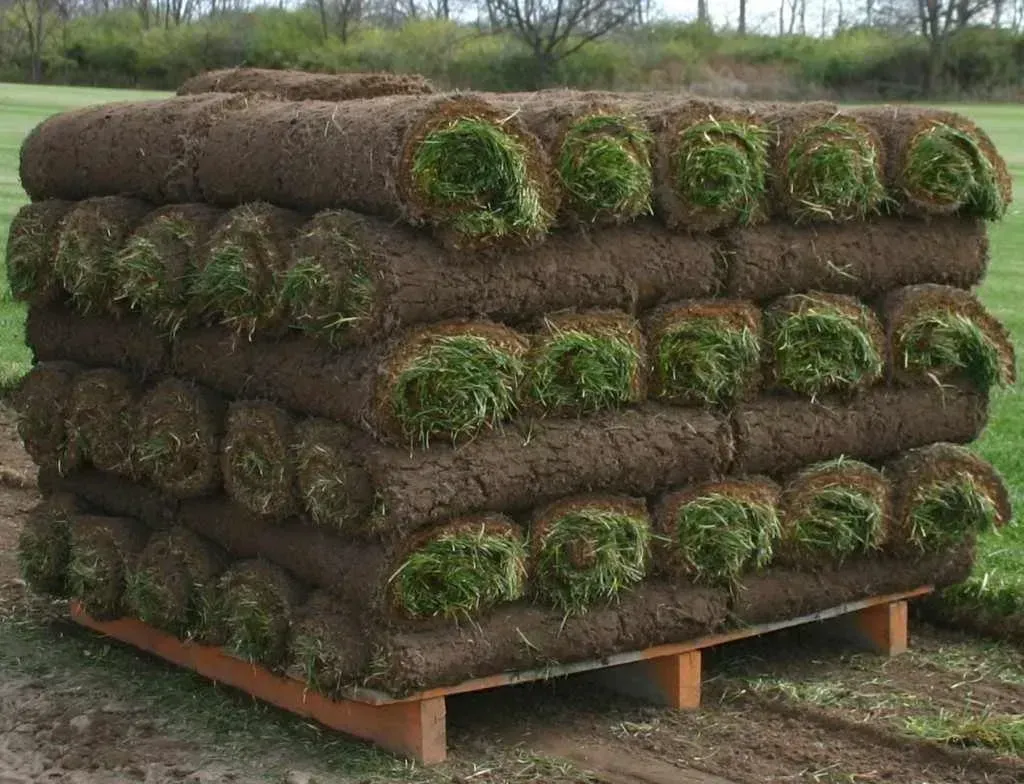 Stacked rolls of sod on a wooden pallet in an outdoor field