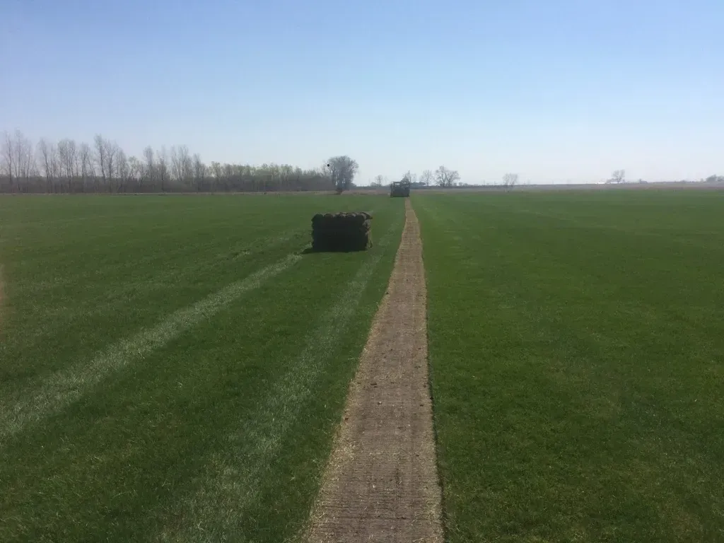 Wide green field with a narrow dirt path leading to the horizon under a clear blue sky