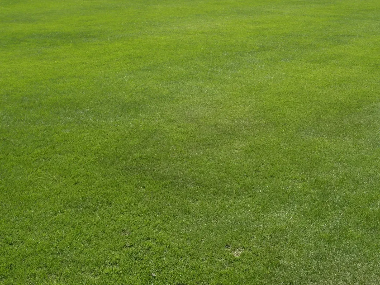 Close-up of a green grassy field with a few small bare patches