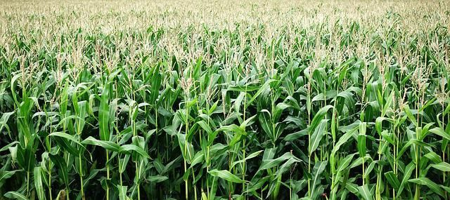 A dense cornfield with tall green stalks and pale tassels stretching across the frame