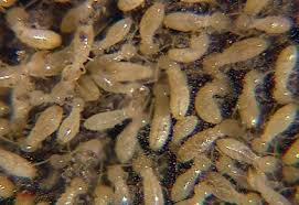 A close up of a pile of termites in water.