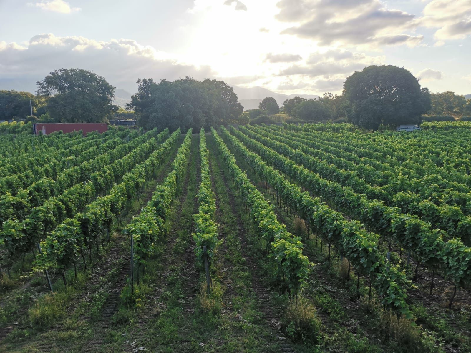 Filari di vigneti sotto un cielo nuvoloso da cui traspare il sole.