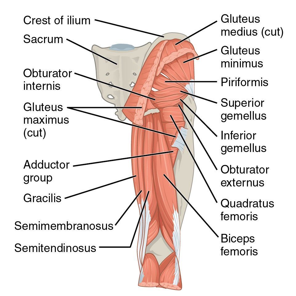 Is your Piriformis really to blame for your pain?