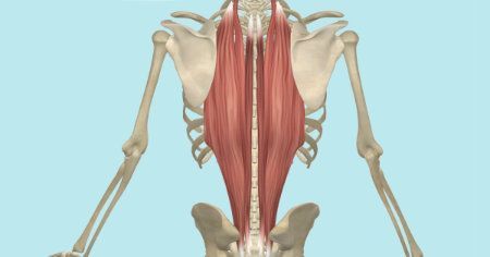 Click image to find out about how AinyFit's Fitness PILATES coud help you maintain the stability and posture of the back. The importance of your Erector Spinae core muscles.