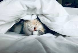 Are you getting enough beauty sleep?
