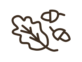 Illustration Eicheln und Eichelblatt