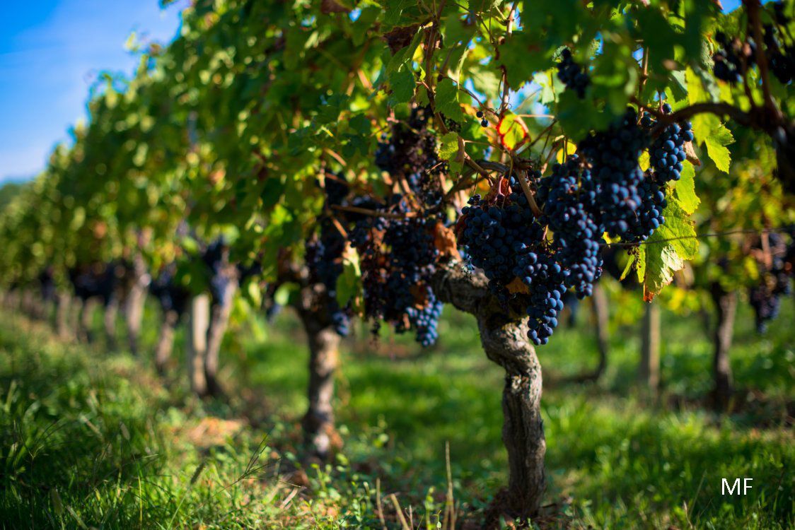 Une grappe de raisin suspendue à une vigne dans un vignoble.