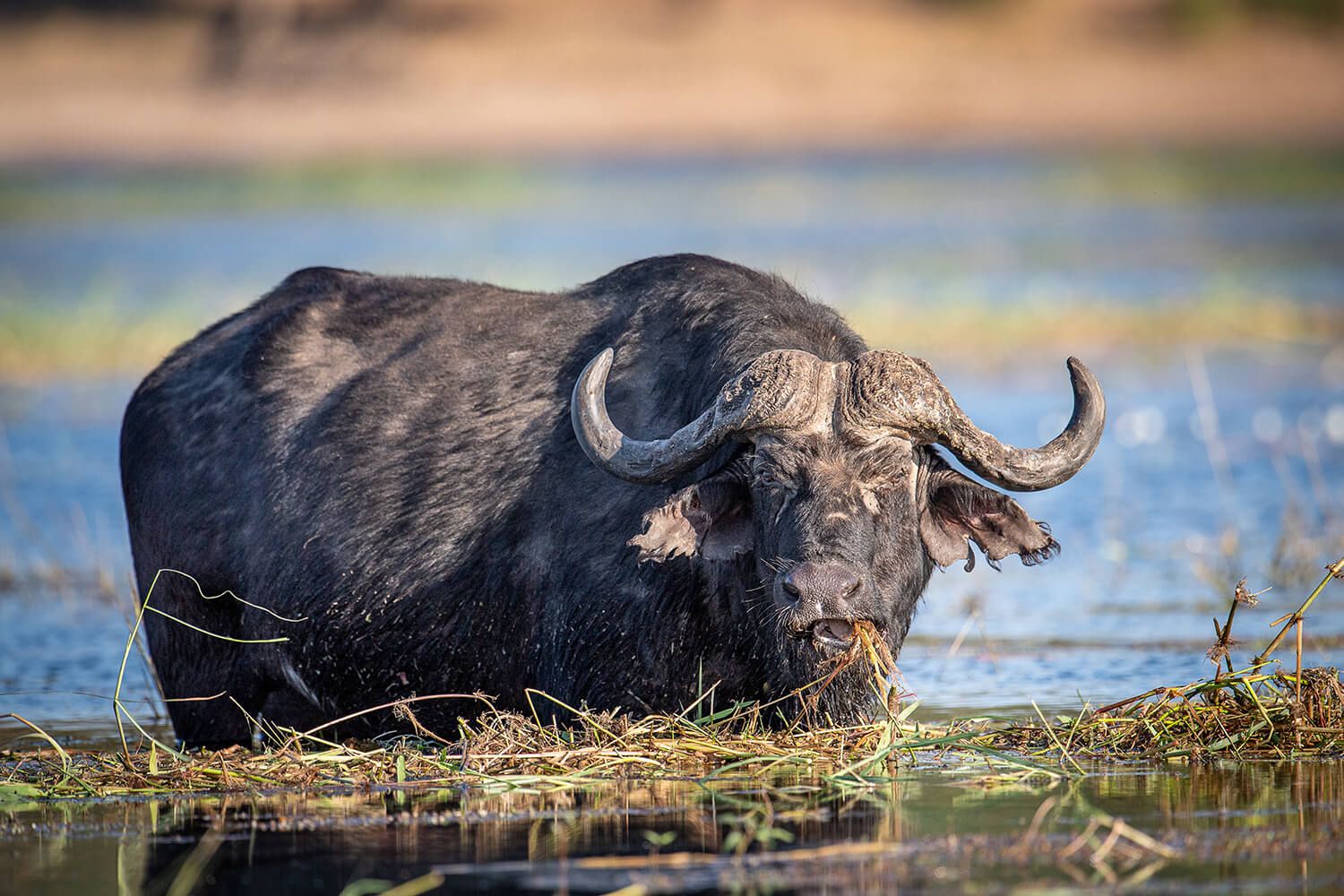 The African Spirit Wildlife 12