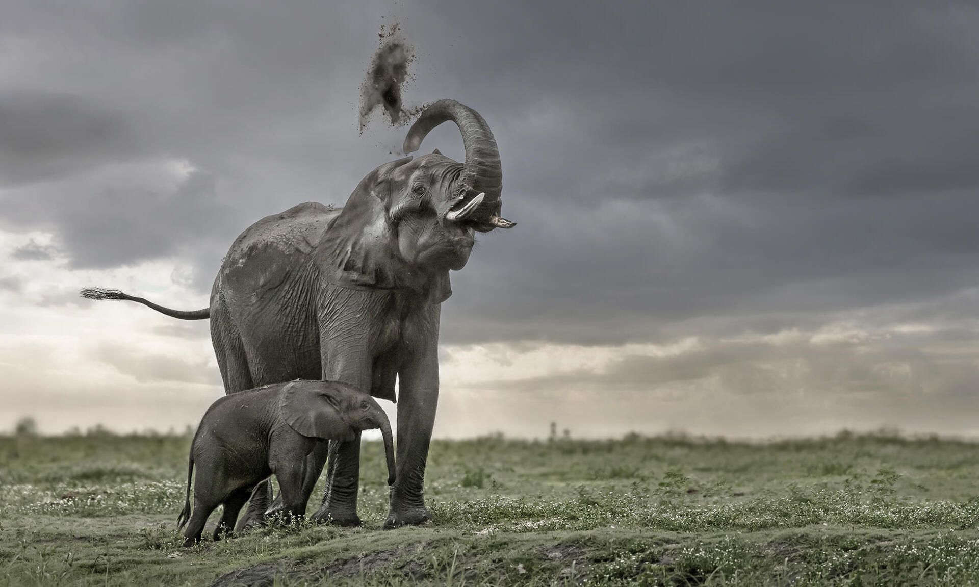 The African Spirit Wildlife 10