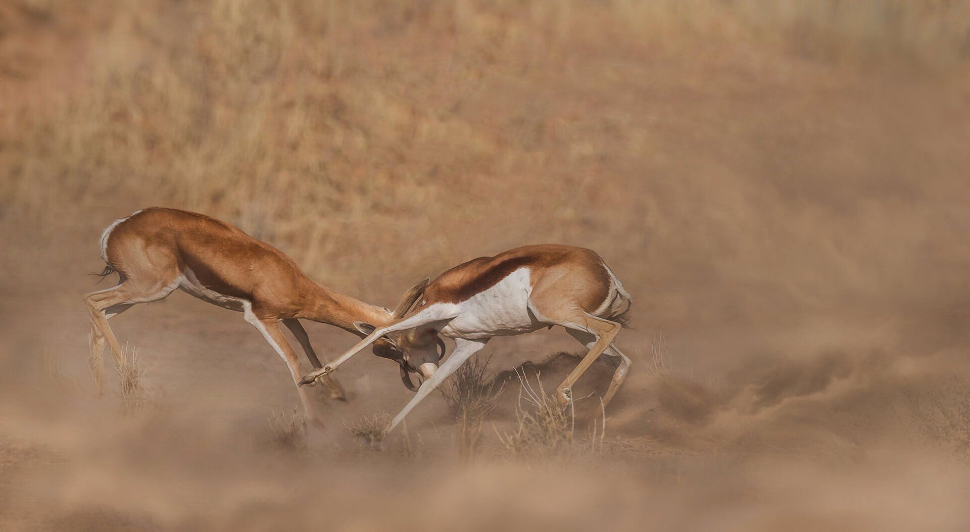 The African Spirit Wildlife 20