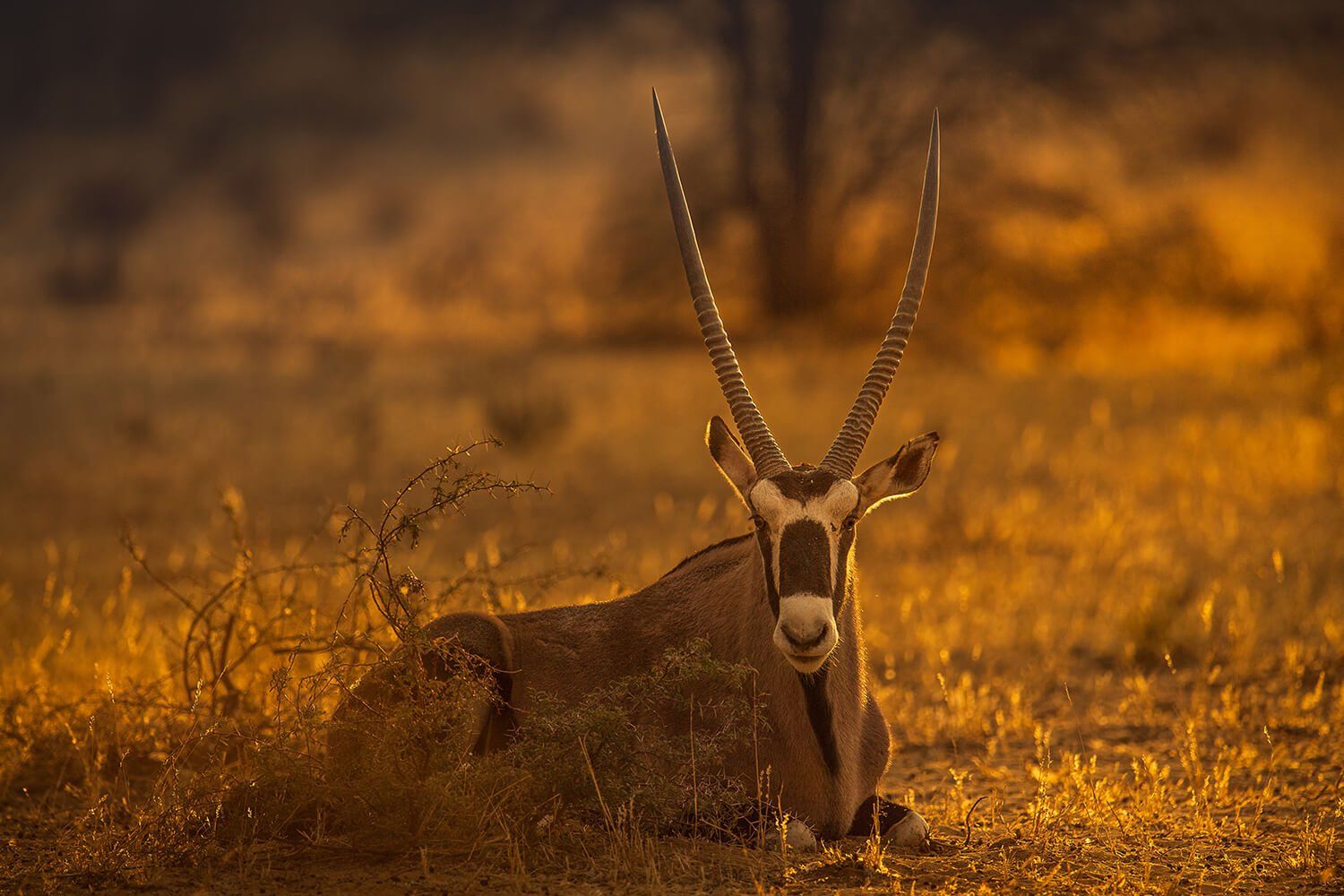 The African Spirit Wildlife 19
