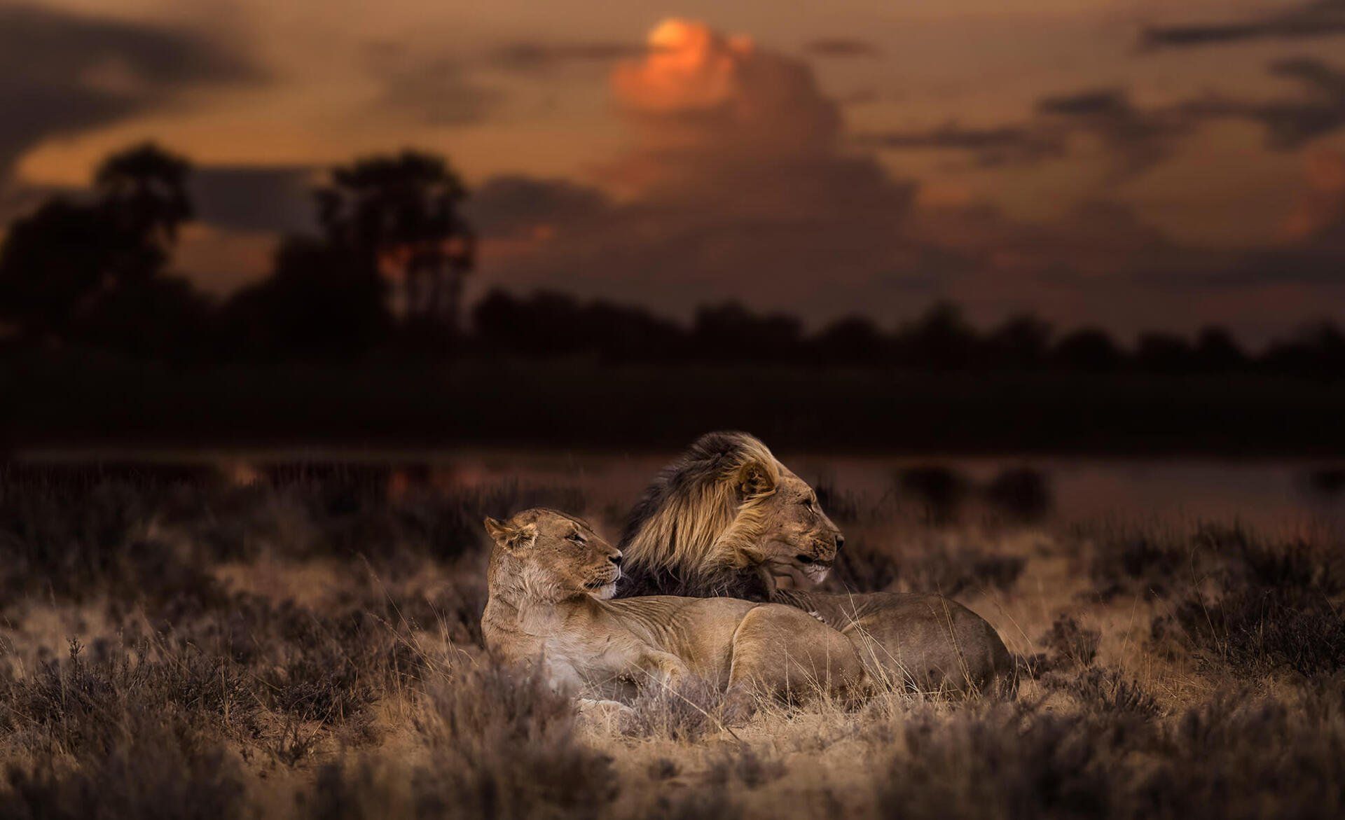 The African Spirit Wildlife 3
