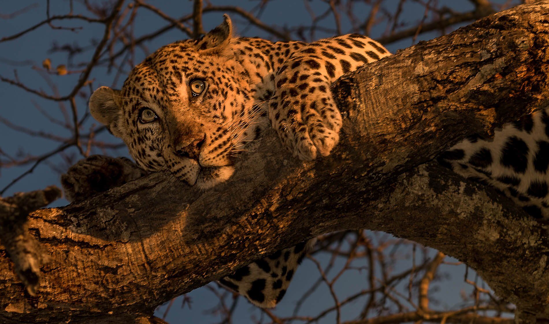 The African Spirit Wildlife 6