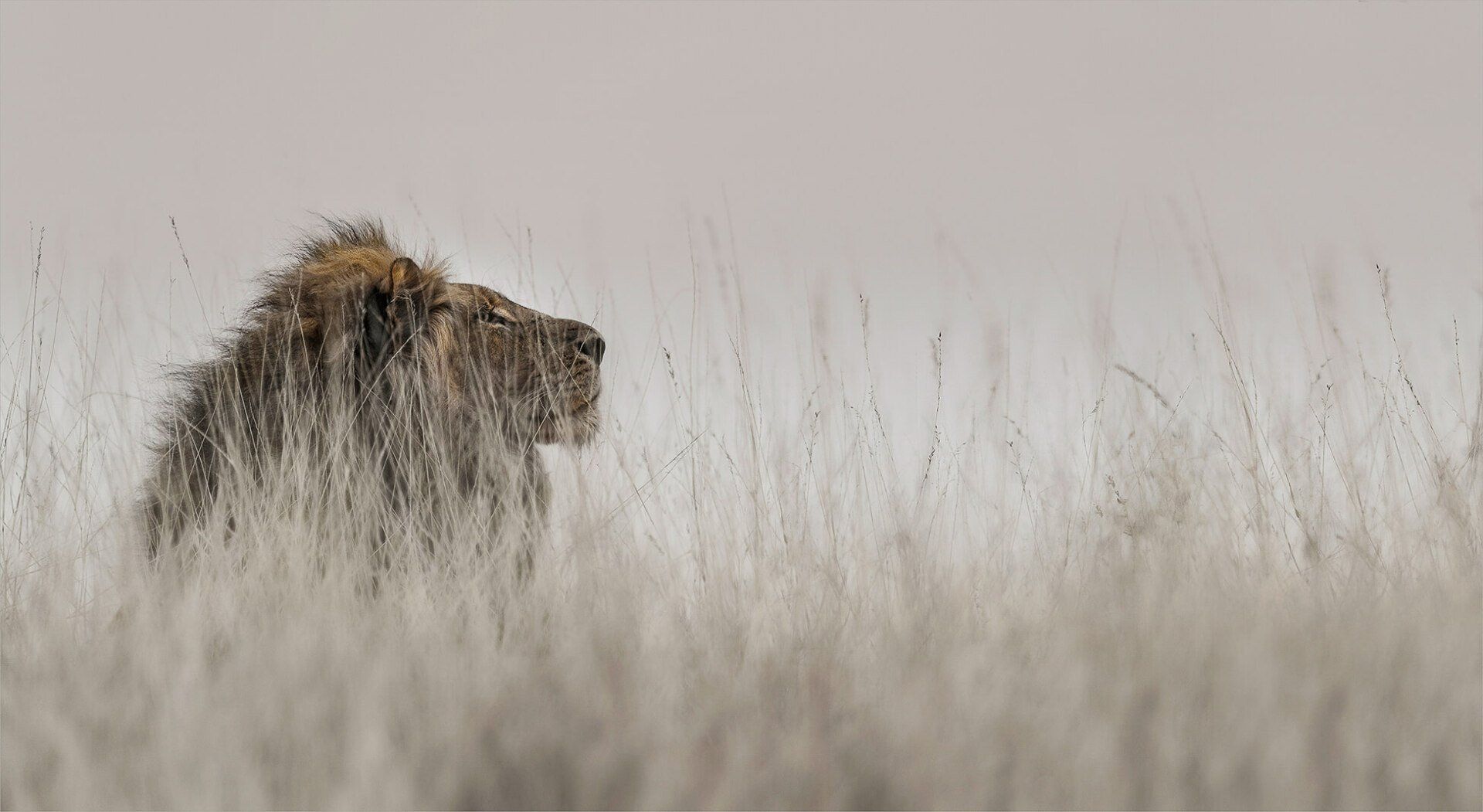 The African Spirit Wildlife 2