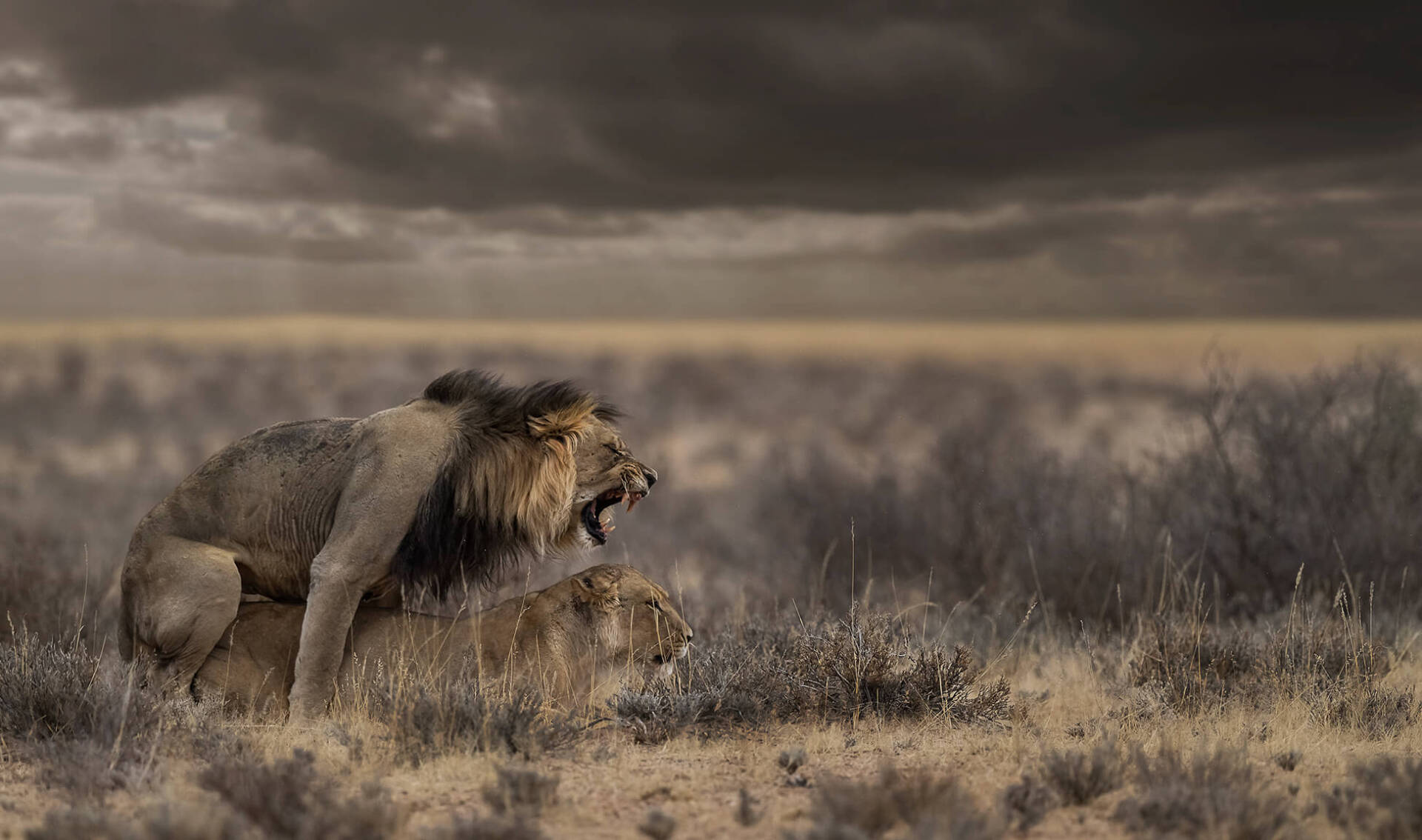 The African Spirit Wildlife 1