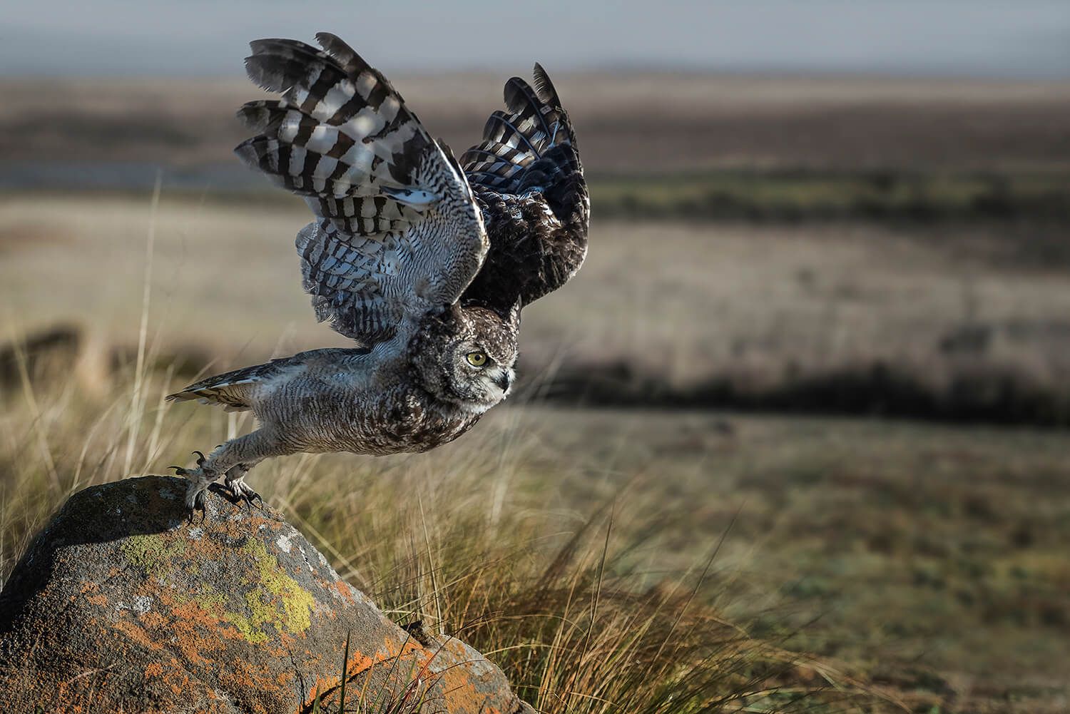 The African Spirit Wildlife 13