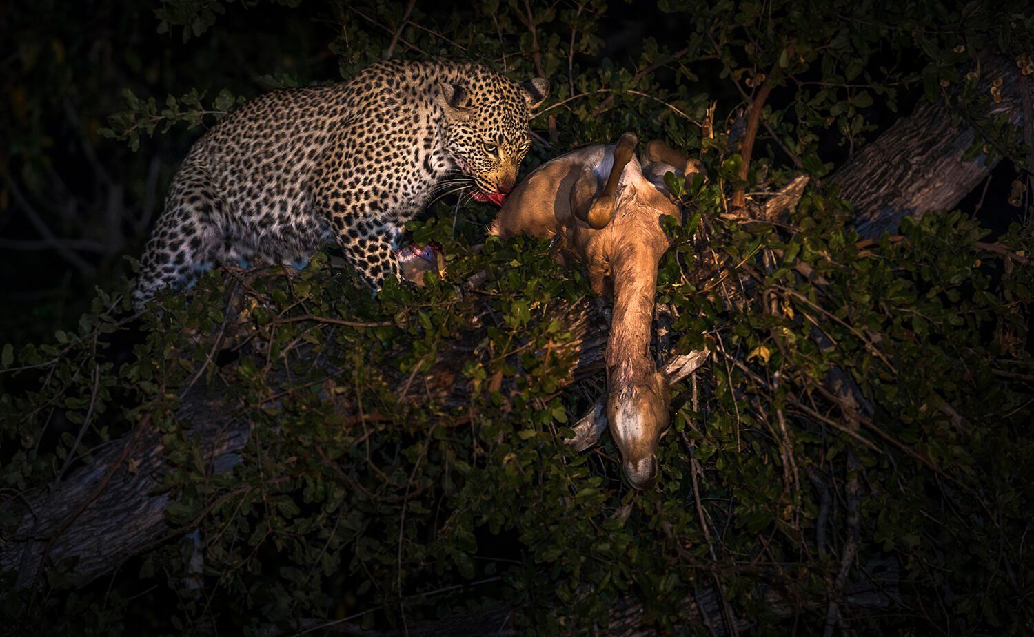 The African Spirit Wildlife 4