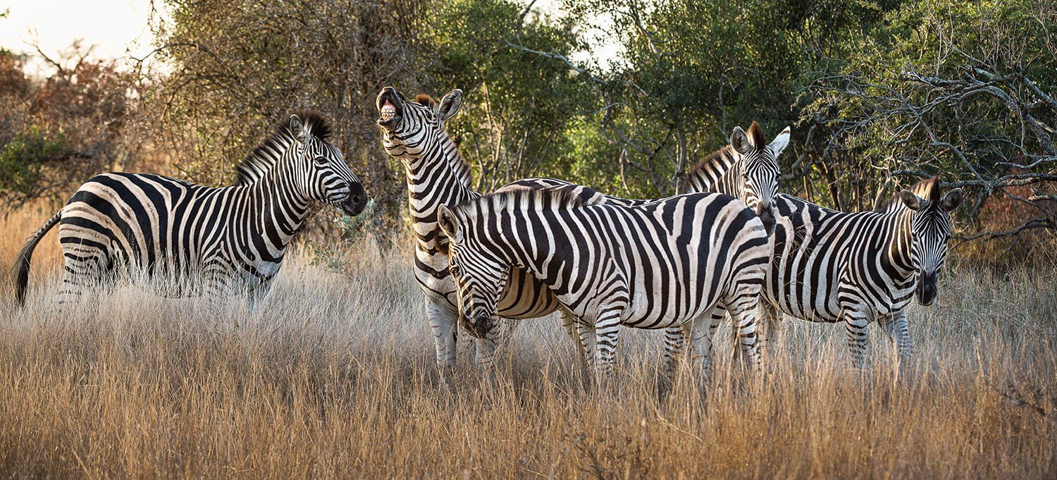 The African Spirit Wildlife 17