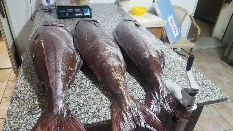 Tre grossi pesci disposti sul bancone della cucina, con lavello e utensili nelle vicinanze.