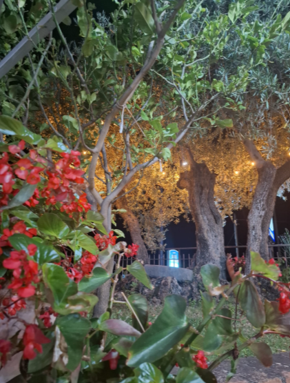 Sentiero illuminato nel giardino con fiori rossi, alberi e luci calde al crepuscolo