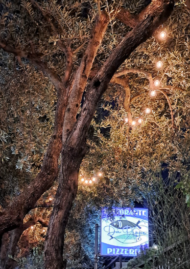 Albero con luci decorative accanto a un'insegna blu della pizza di notte