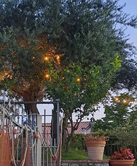 Patio in giardino al crepuscolo con luci sugli alberi, un cancello in metallo e piante in vaso vicino a una casa.