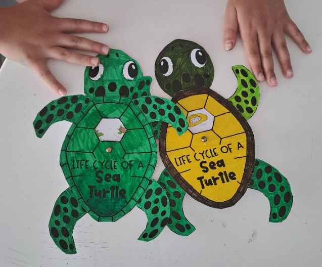 Due tartarughe marine di carta, una verde e una gialla, sorrette da mani, su sfondo bianco.