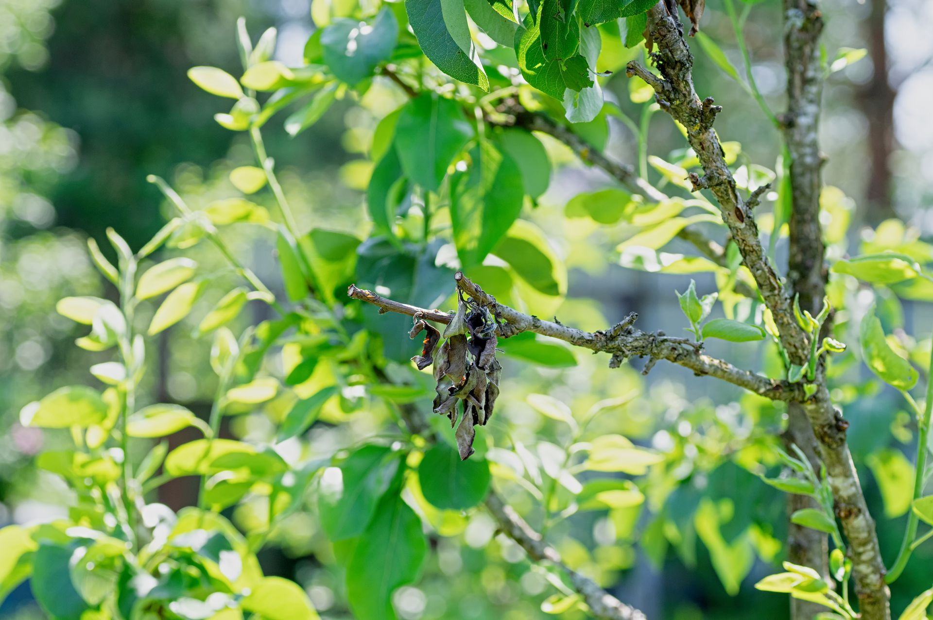 Pear tree disease closeup dry branch and wilted leaves.
