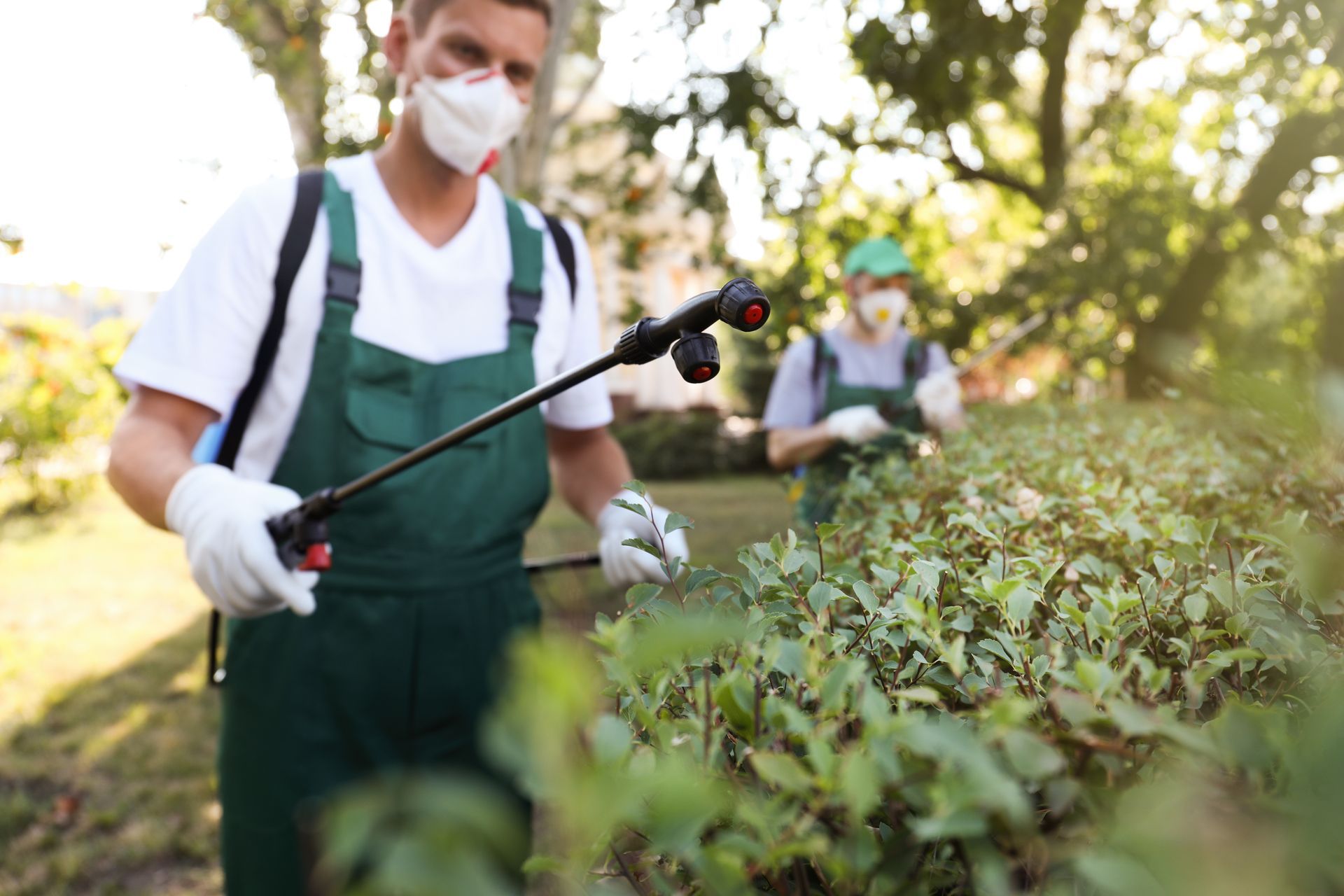 Tree pest control technicians spraying hedges to treat insect damage.