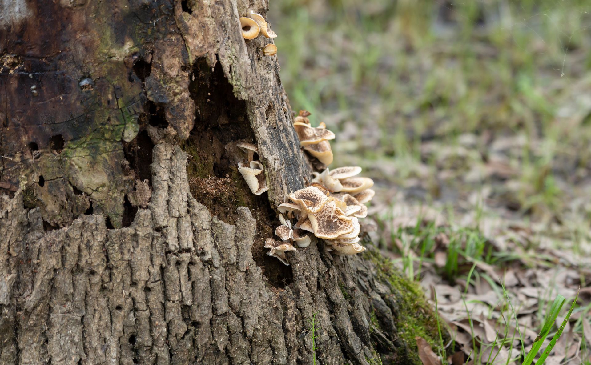 Close-up of mushrooms growing out of a dying and brown tree trunk.