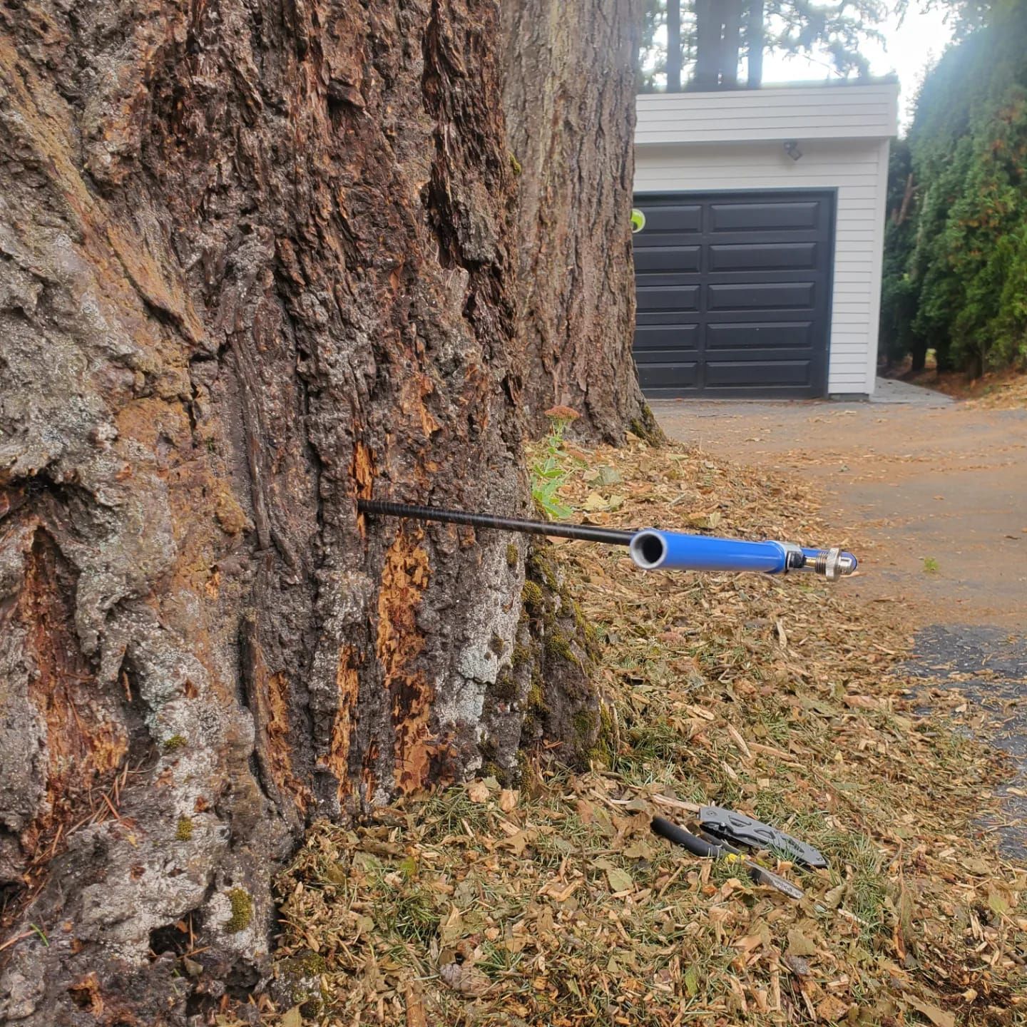 Tree Health / Arborist Consultations Hillsboro