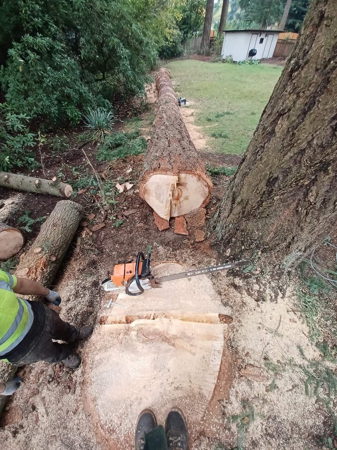 Tree Service North Plains