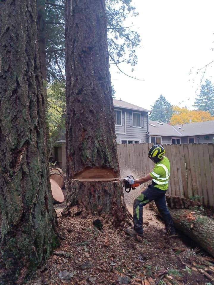 Tree Removal Near Me North Plains OR