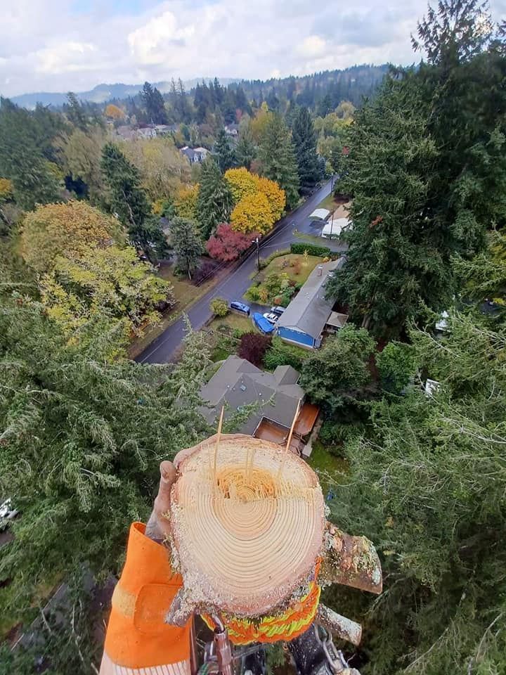 Tree Trimming Service North Plains Oregon
