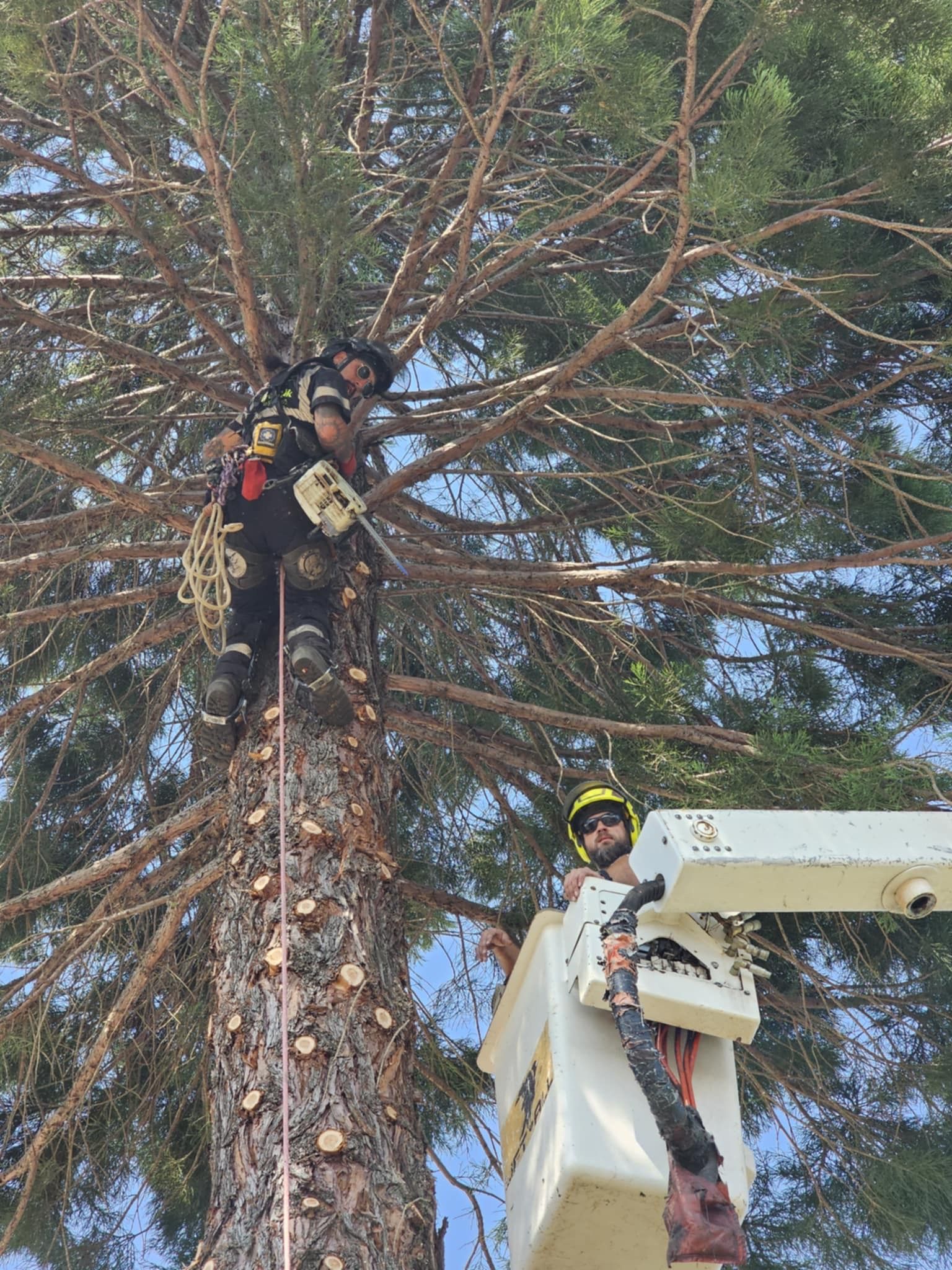 Tree Trimming Hillsboro
