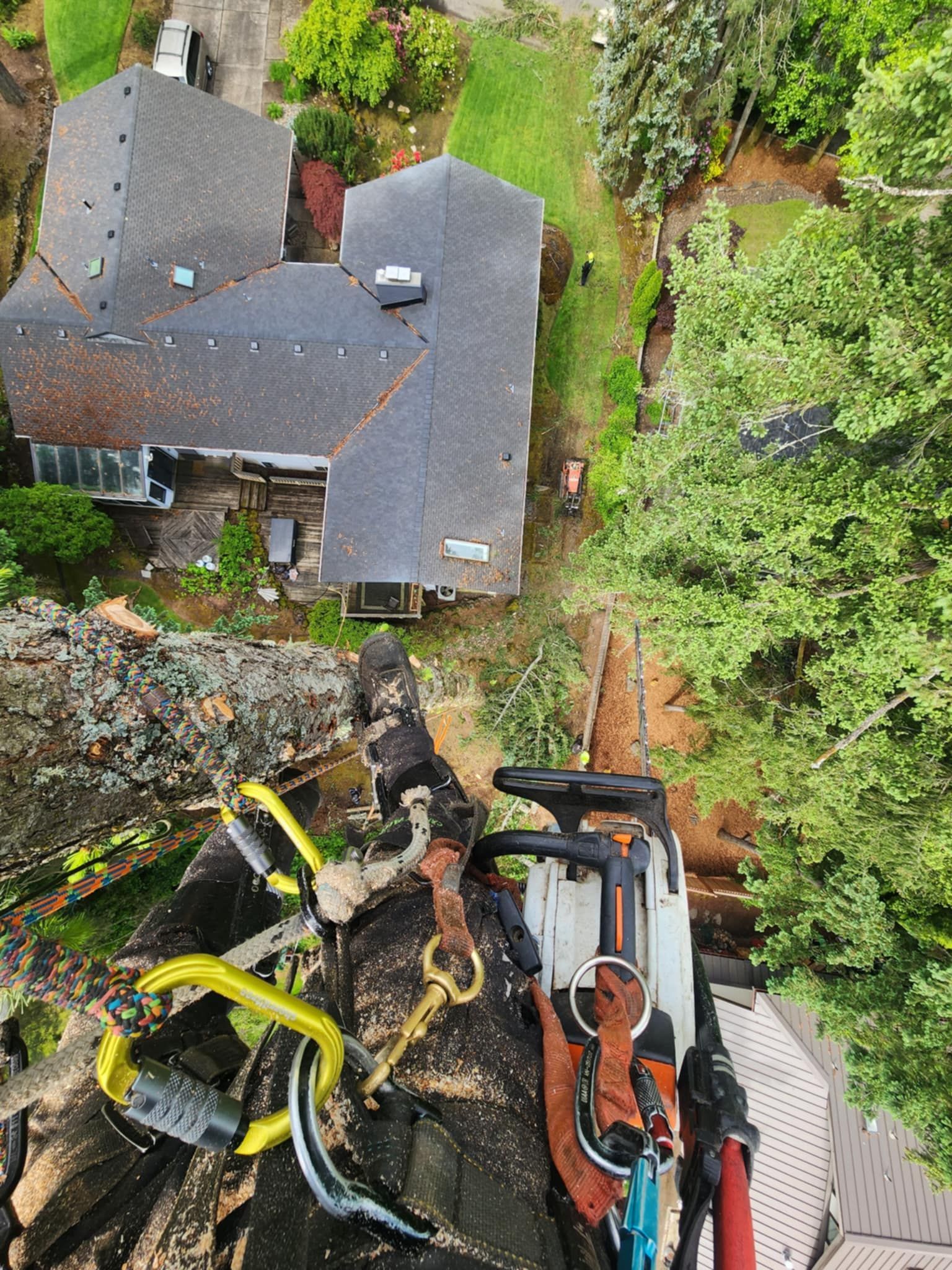 Tree Removal North Plains