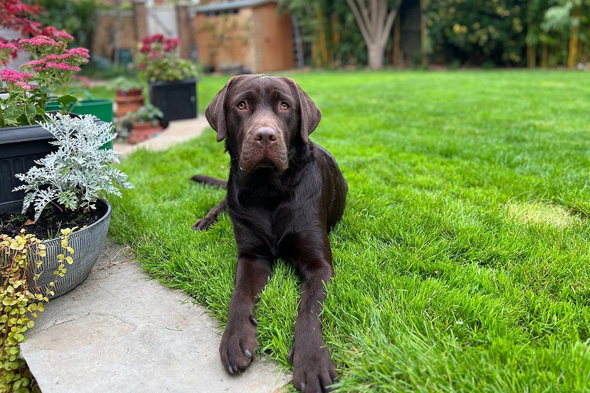 commercial photographer reading chocolate labrador