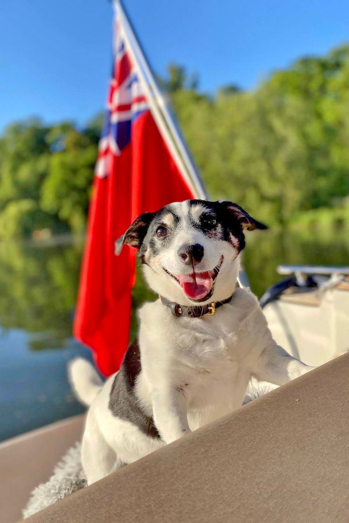 professional photographer reading jack russell