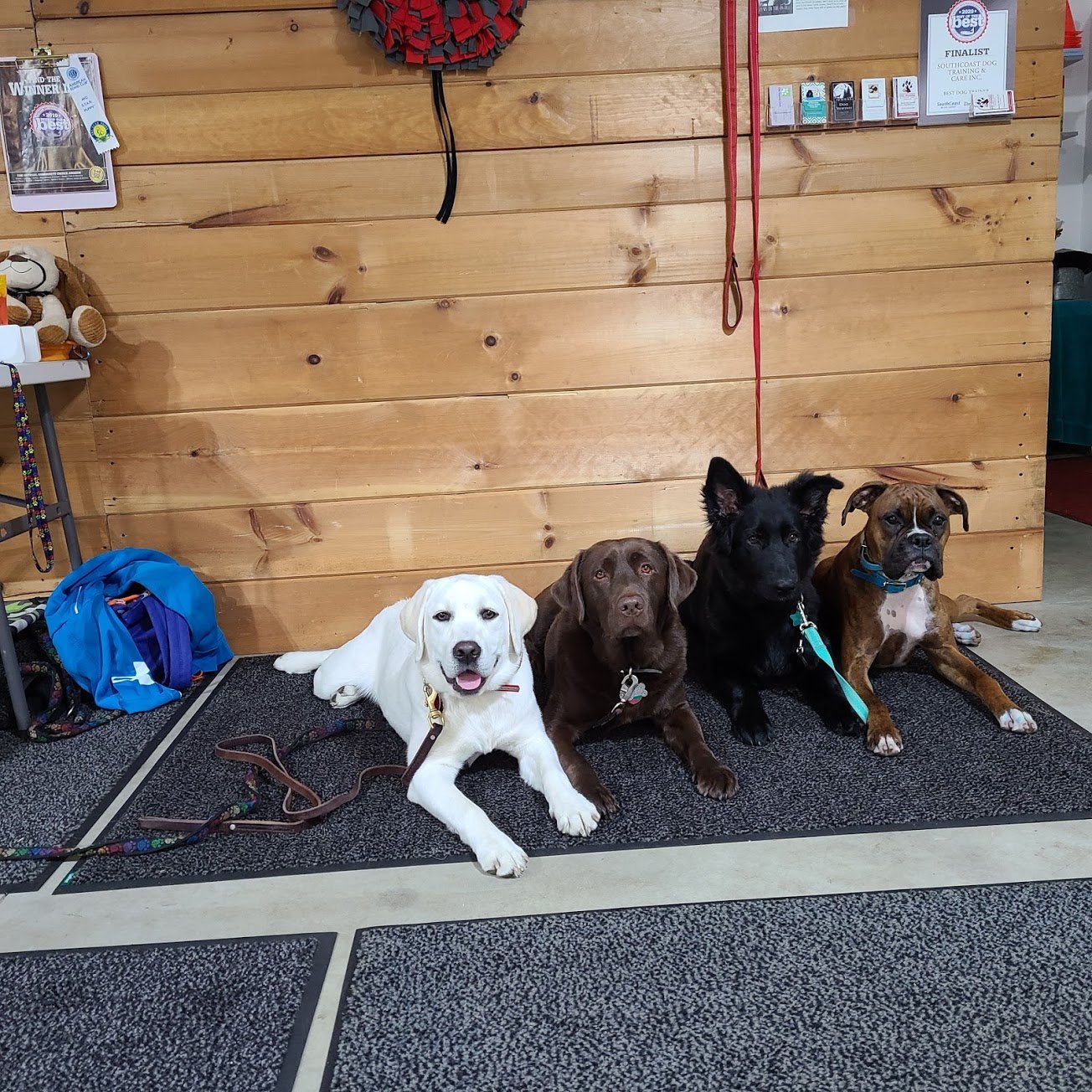 Level 1 Dog Obedience Training Basic Dog Training Dartmouth MA