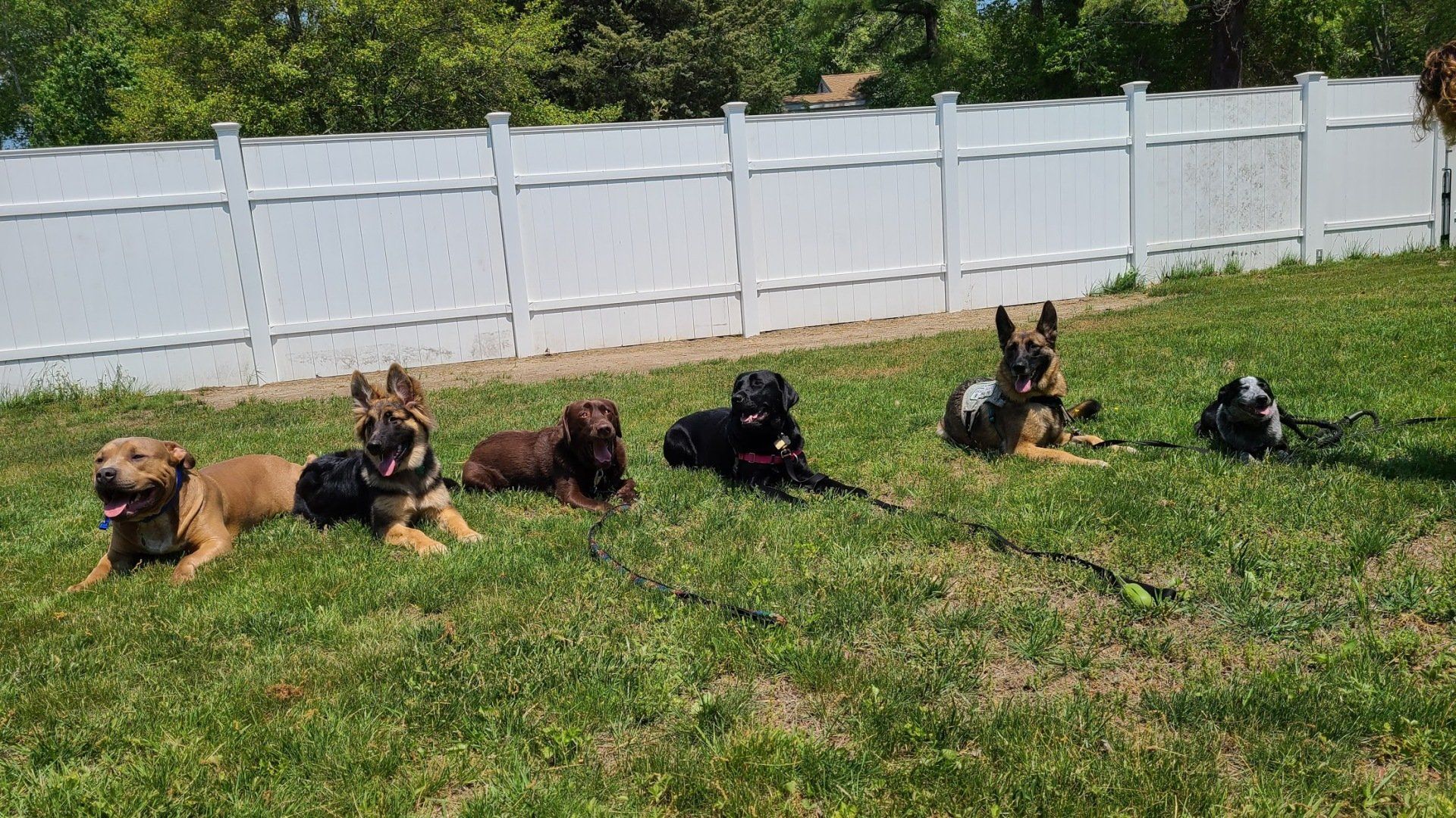 6 dogs in down-stay in a yard