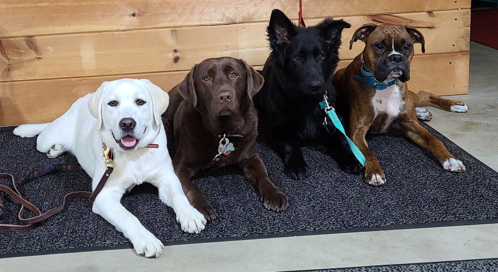 4 dogs in down-stay waiting for their release