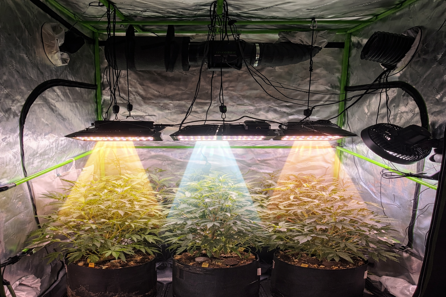 Grow box con lampada LED per coltivazione indoor