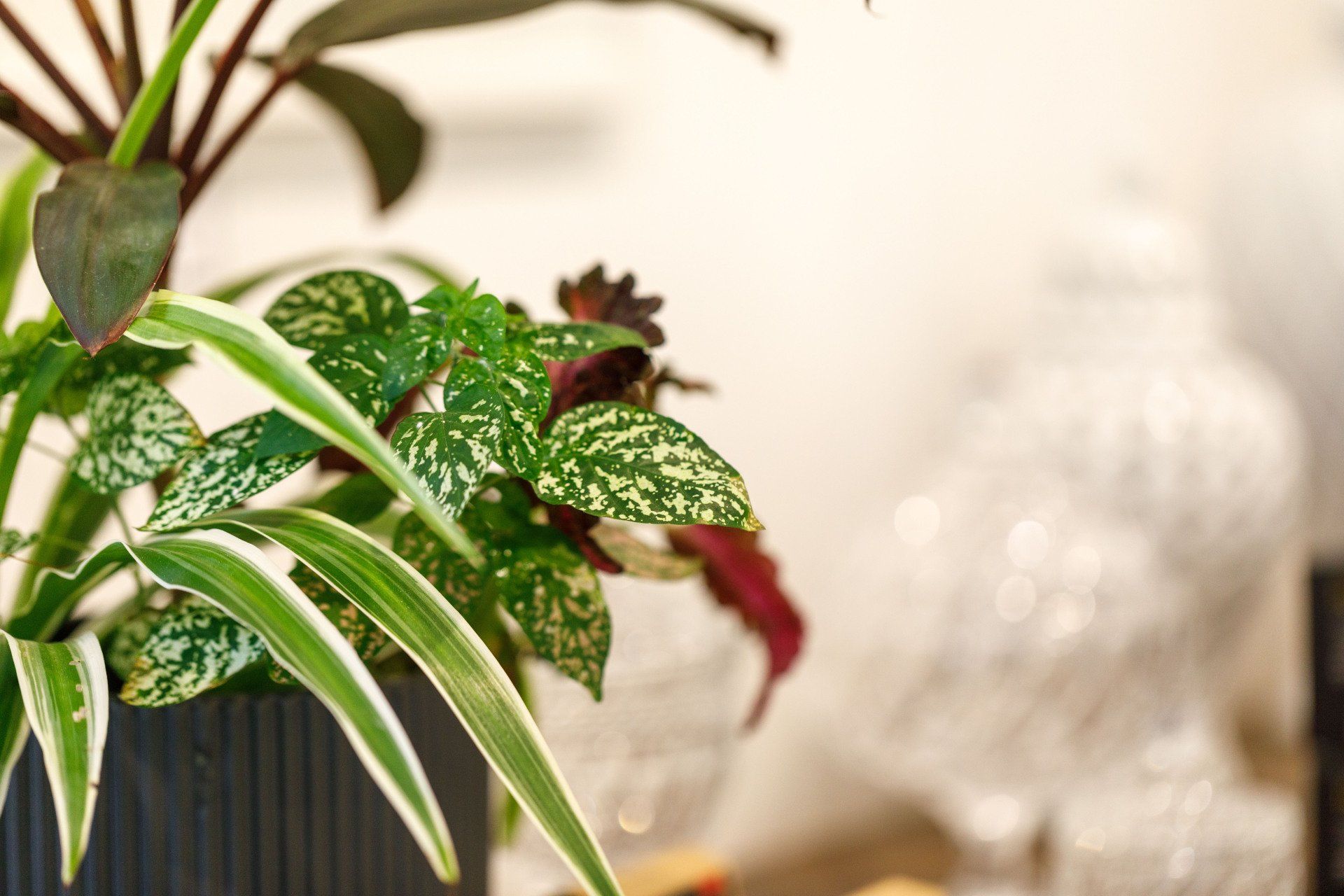 interior plant and art