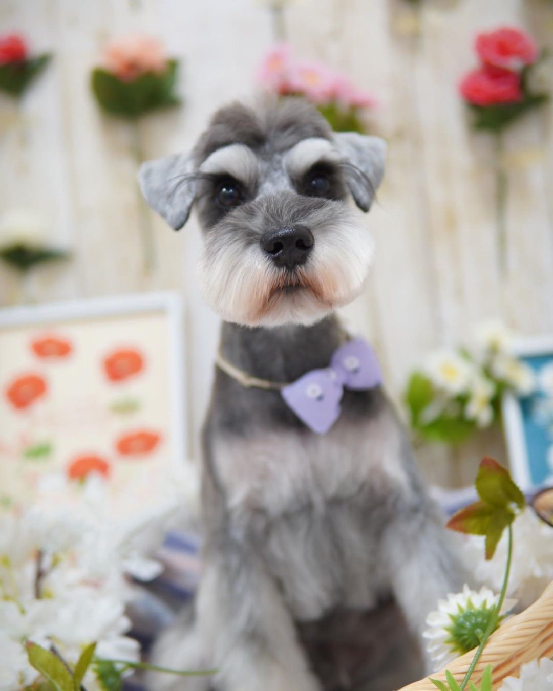 Mobile Grooming Vegas Gallery